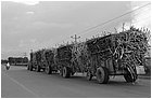 122238---colombia----valle-del-cauca---candelaria,-ingenio-mayaguez.-sciopero-con-blocco-dei-lavoratori-della-canna-da-zucchero.-tren-caero----ott-2008-.jpg