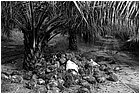 127048 - colombia - da las pavas a rioviejo palmeti per olio comustibile - municipio buenos aires  - giu 2012-.jpg