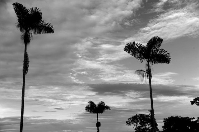 127820 - colombia - da san pedro frio (mina vieja) a mina mocha  - giu 2012-.jpg