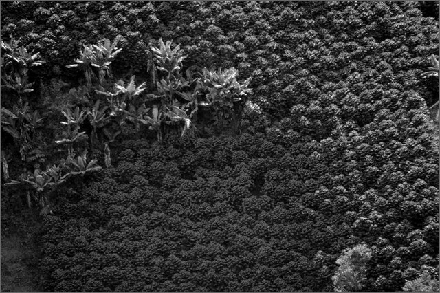 128402 - colombia - la quina. dintroni  - giu 2012-.jpg