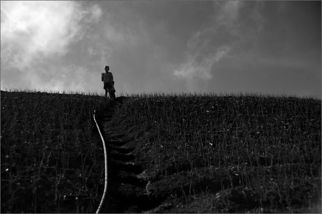 128527 - colombia - dintorni la quina. piantagione di cipolla  - giu 2012-.jpg