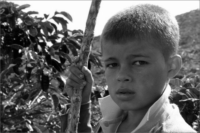 128539 - colombia - dintroni la quina. piantagione di caff  - giu 2012-.jpg
