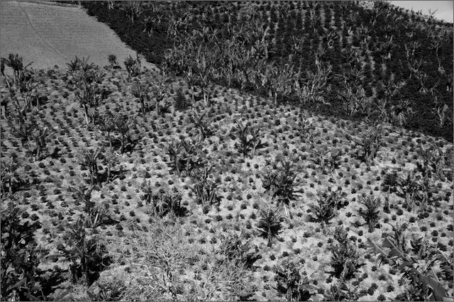 128541 - colombia - dintorni la quina. coltivazioni di banano  - giu 2012-.jpg