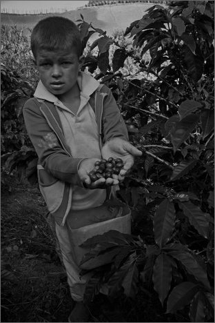 128550 - colombia - dintroni la quina. piantagione di caff  - giu 2012-.jpg