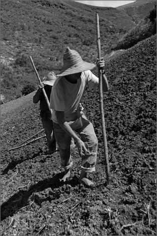 128566 - colombia - dintroni la quina. seminando cipolla.  - giu 2012-.jpg