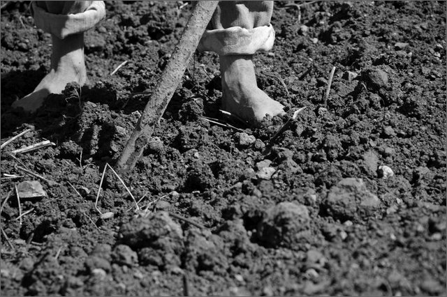 128580 - colombia - dintroni la quina. seminando cipolla.  - giu 2012-.jpg