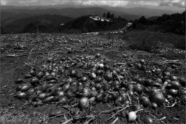 128650 - colombia - dintroni la quina, yerbabuena. coltivazione cipolle  - giu 2012-.jpg