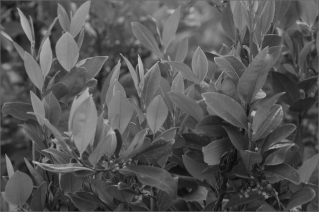 128743 - colombia - maracaibo. foglie di coca  - giu 2012-.jpg