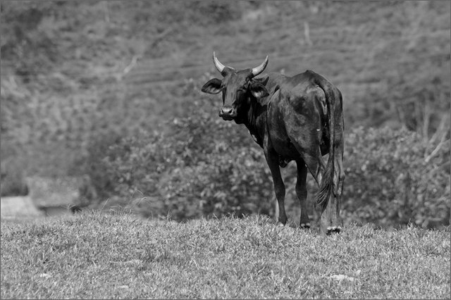 129230 - colombia - cartagenita, dintorni  - lug 2012-.jpg