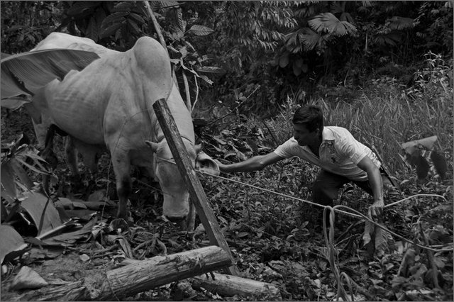 129638 - colombia - honduras. cattura del toro per macello  - lug 2012-.jpg