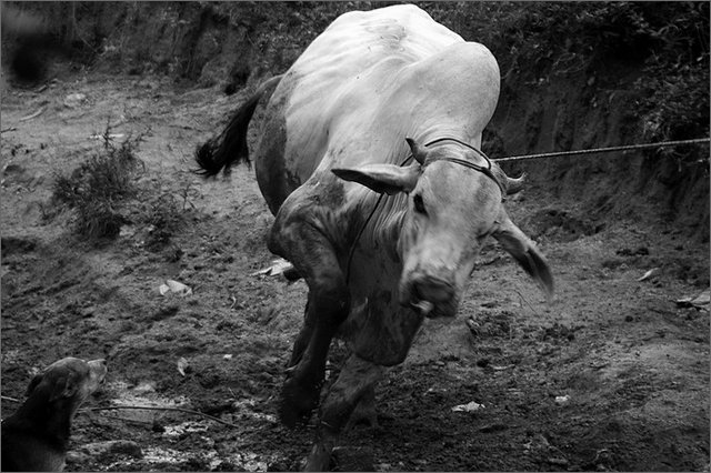 129657 - colombia - honduras. cattura del toro per macello  - lug 2012-.jpg