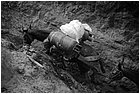 127828 - colombia - da san pedro frio (mina vieja) a mina mocha  - giu 2012-.jpg