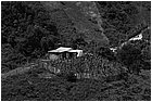 128421 - colombia - la quina. dintroni  - giu 2012-.jpg