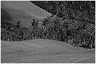 128497 - colombia - la quina. dintroni  - giu 2012-.jpg