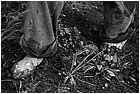 128510 - colombia - dintorni la quina. piantagione di cipolla  - giu 2012-.jpg