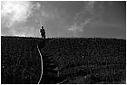 128527 - colombia - dintorni la quina. piantagione di cipolla  - giu 2012-.jpg