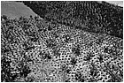128541 - colombia - dintorni la quina. coltivazioni di banano  - giu 2012-.jpg