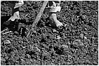 128580 - colombia - dintroni la quina. seminando cipolla.  - giu 2012-.jpg