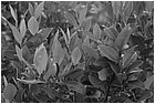 128743 - colombia - maracaibo. foglie di coca  - giu 2012-.jpg
