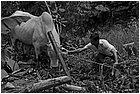 129638 - colombia - honduras. cattura del toro per macello  - lug 2012-.jpg