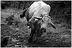 129657 - colombia - honduras. cattura del toro per macello  - lug 2012-.jpg