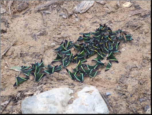 68_mariposas.jpg