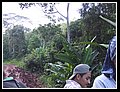 06_piante e alberi di tuti i tipi.jpg