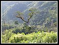 16_albero.jpg
