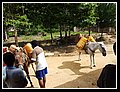 37_le mule salgono.jpg
