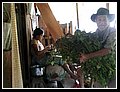 41_El Jardin, casa di Juan_si pulisce il riso.jpg