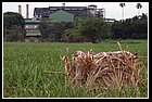 20 Ingenio Providencia.jpg